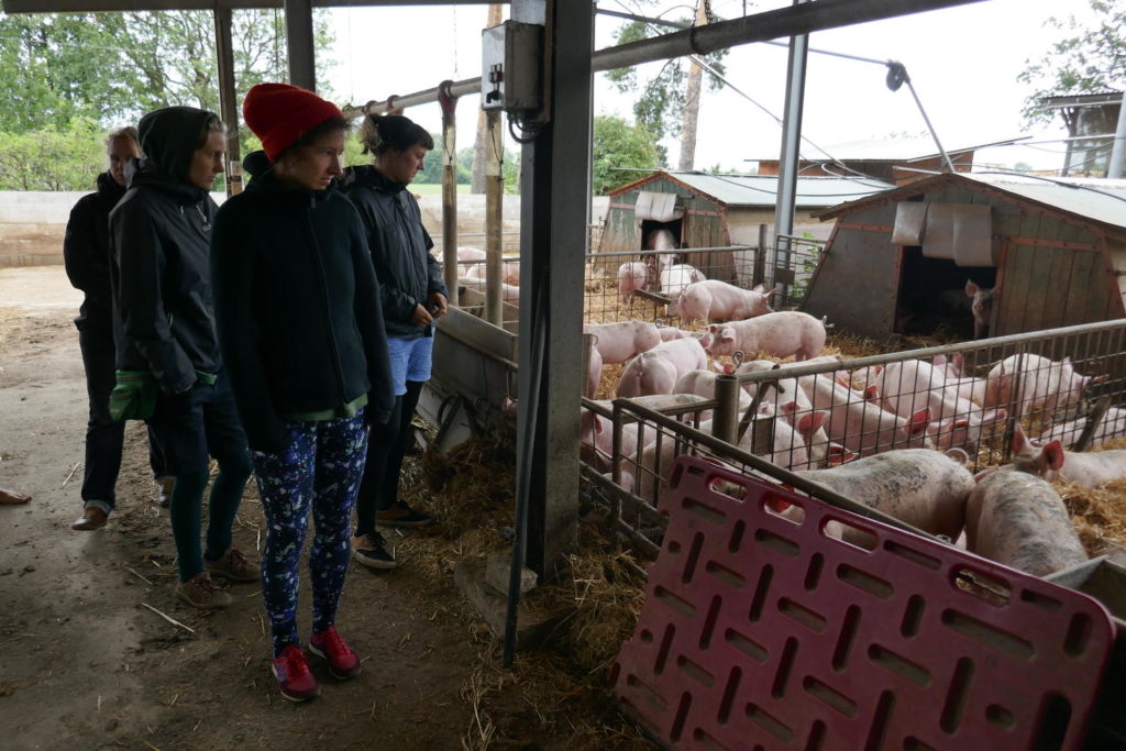 Landwirtschaft entdecken: Besichtigung des Schweinestalls