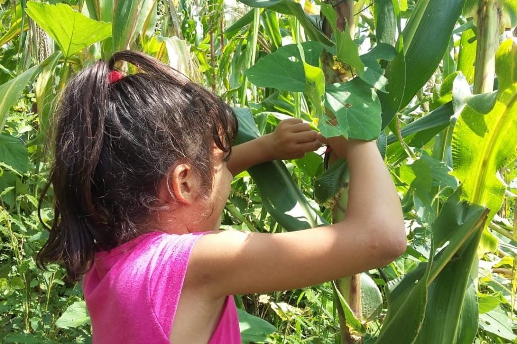 Kind erntet im Feld verschiedene Maissorten