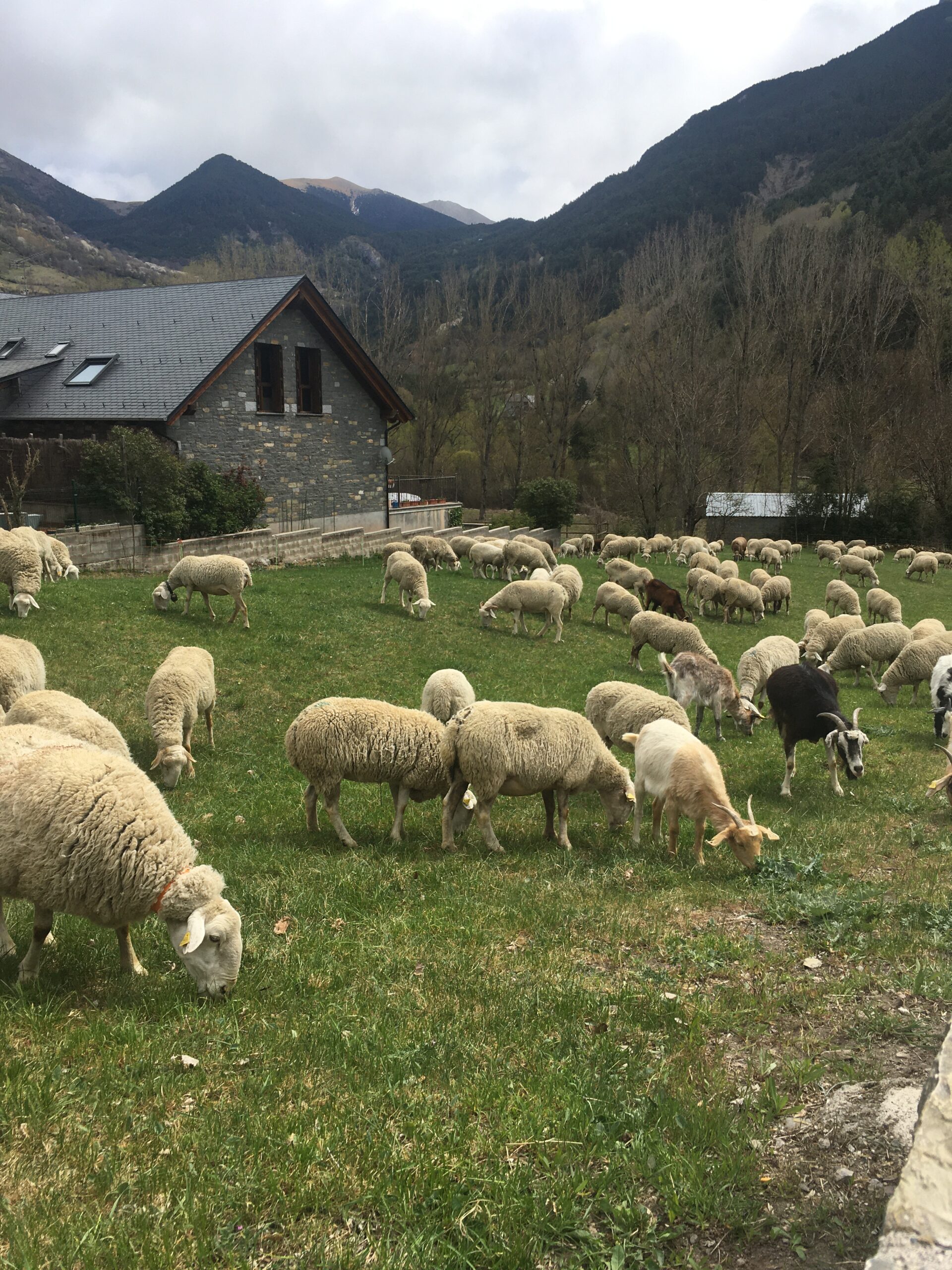 Schule für Hirten und Hirtinnen in den Pyrenäen