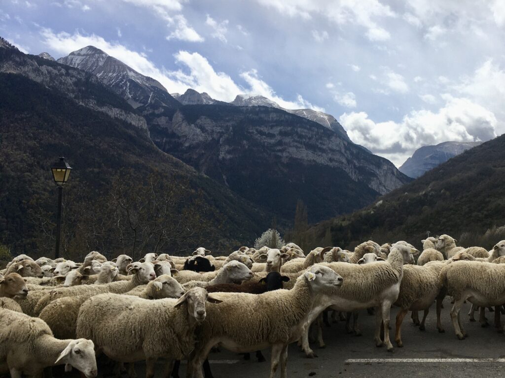Hirt:innenschule in den Pyrenäen - viele Schafe in den Bergen